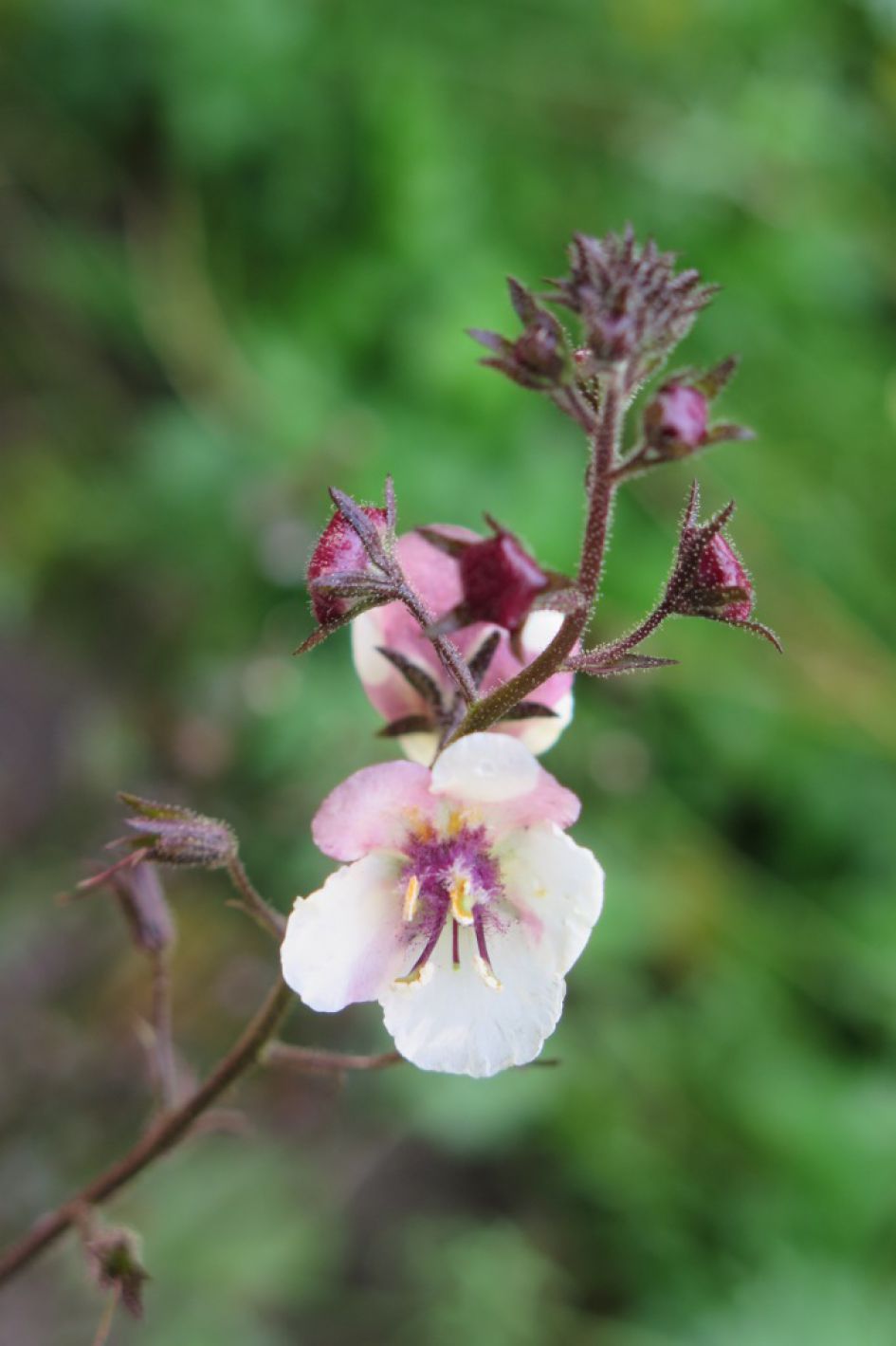 onbekende plant op baggersubstraat